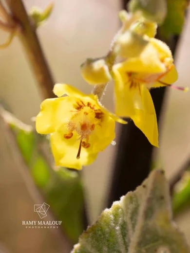بوصير طرابلسي