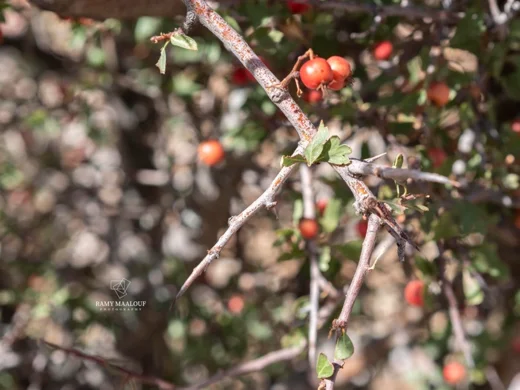 Crataegus × sinaica