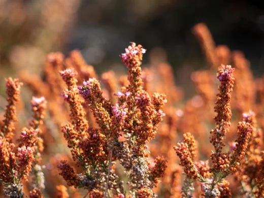 Erica manipuliflora