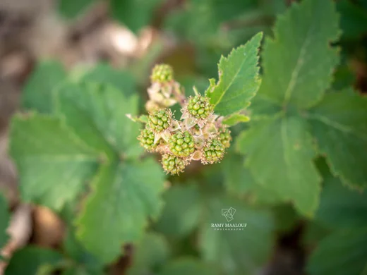 Rubus canescens