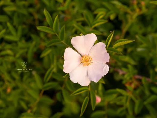 Rosa × andegavensis