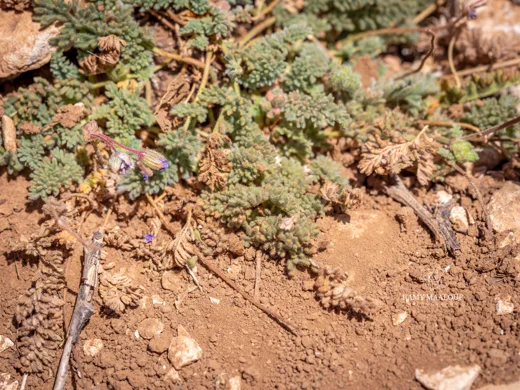 Erodium trichomanifolium
