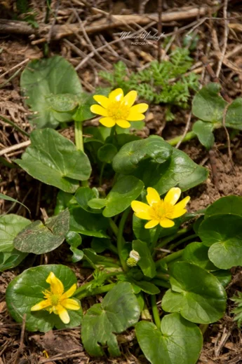 Ranunculus ficaria subsp. ficariiformis