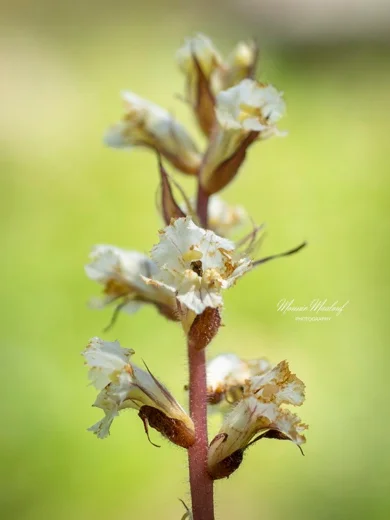 Orobanche crenata