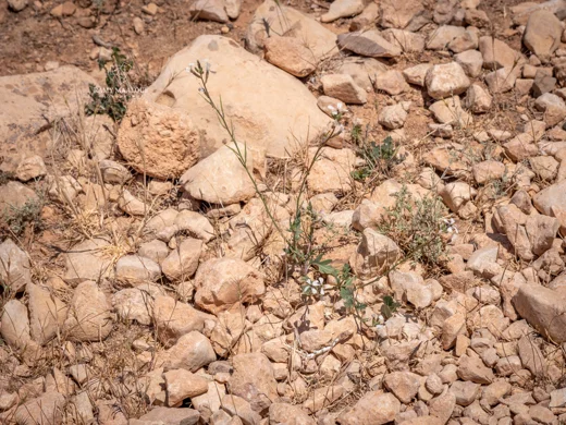 جرجير
