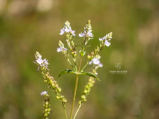Veronica anagallis-aquatica