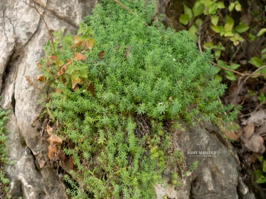 Galium pestalozzae