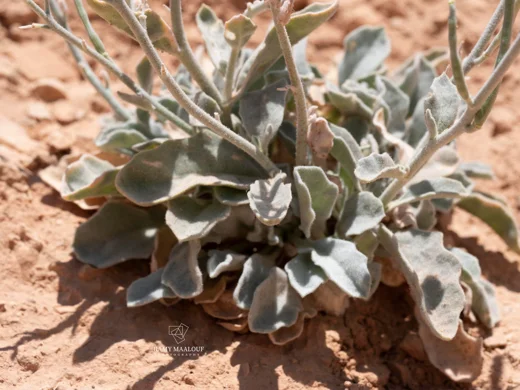 Matthiola damascena