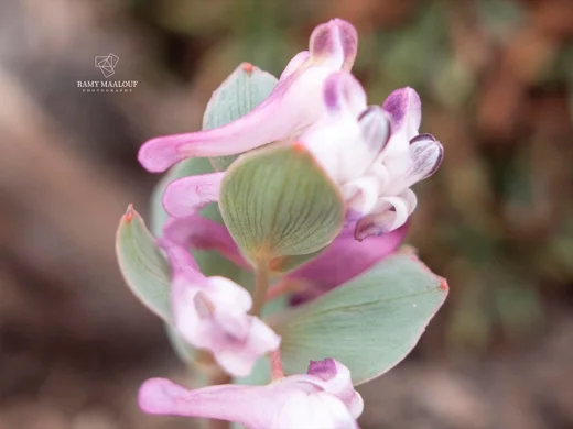 Corydalis erdelii