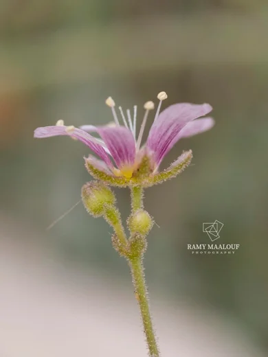 Cherleria rupestris