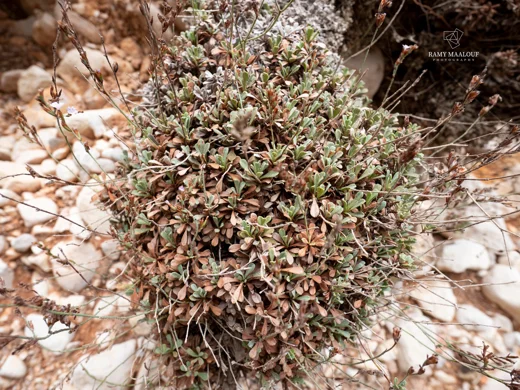 Limonium mouterdei