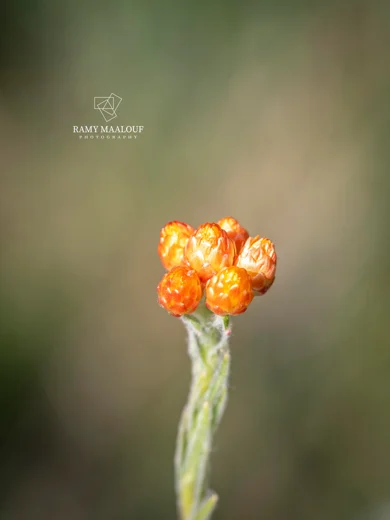 Helichrysum pallasii