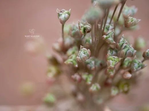 Allium sp. (Kornet Chehwan)