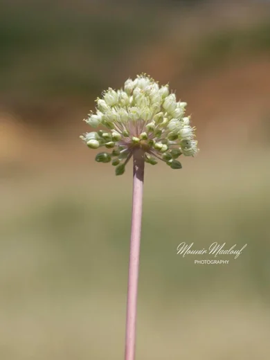 Allium leucanthum