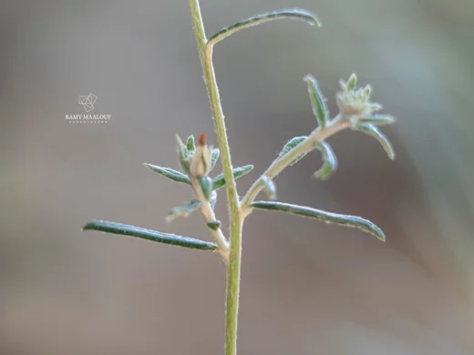 Ptilostemon chamaepeuce