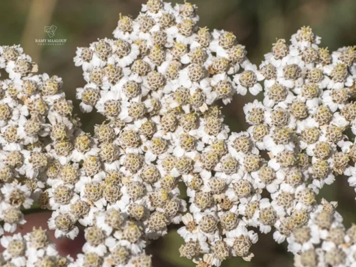 Achillea distans subsp. tanacetifolia