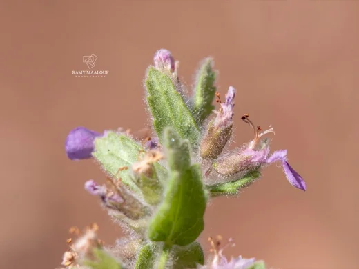 Teucrium scordium subsp. scordioides