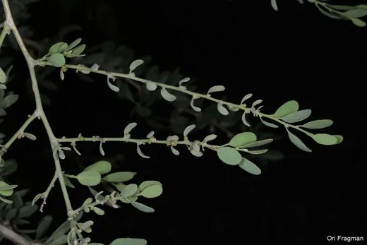 عليق