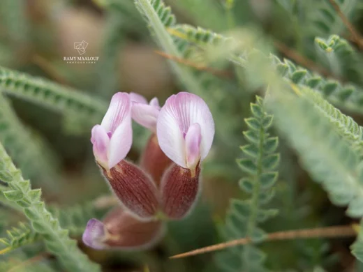 Astragalus coluteoides