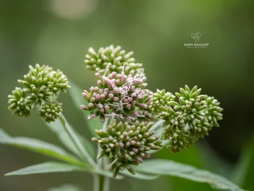 Eupatorium cannabinum