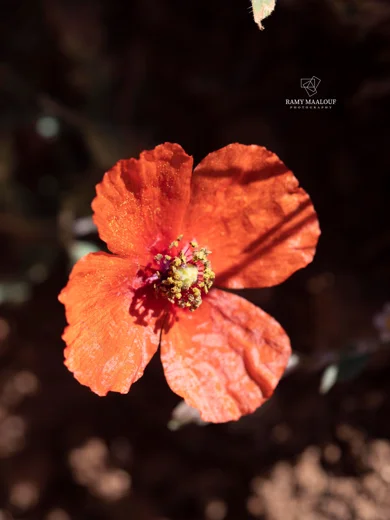 Papaver postii