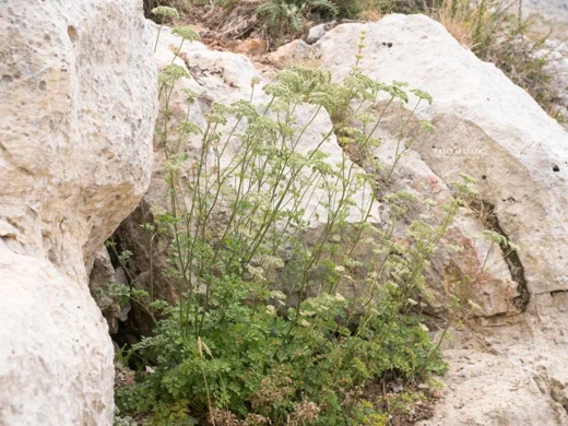 Cnidium silaifolium