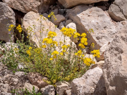 عرن خشن