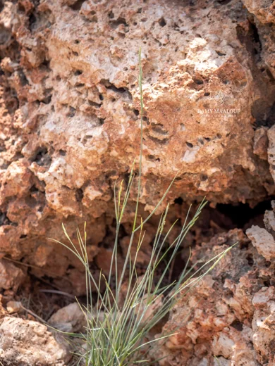 Pseudoroegneria libanotica