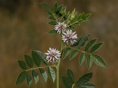 نسب المصنف - غير تجاري 4.0 دولي (CC BY-NC 4.0)- i naturalist.