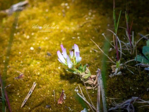Trifolium glanduliferum var. nervulosum