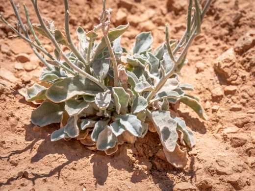 Matthiola damascena