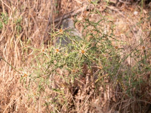 Carlina curetum subsp. orientalis
