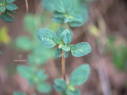 Origanum × barbarae