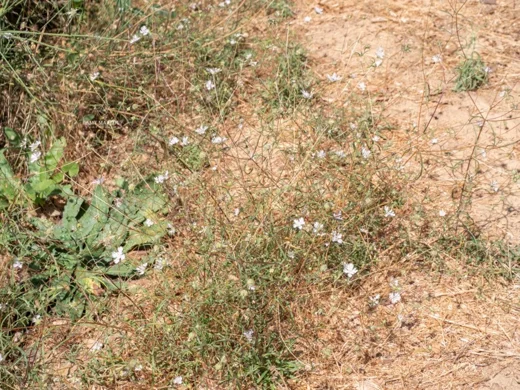 Lomelosia argentea