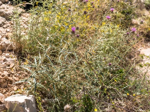 Ptilostemon diacanthus subsp. diacanthus