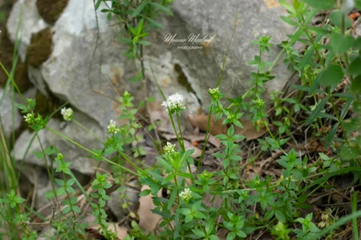 Asperula libanotica