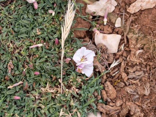 قرنفل كرامي