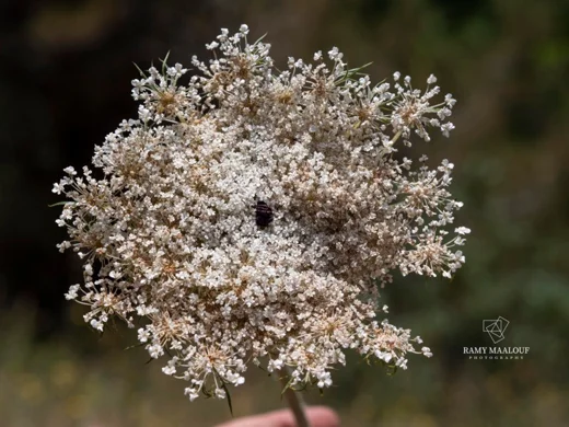Daucus carota subsp. maximus