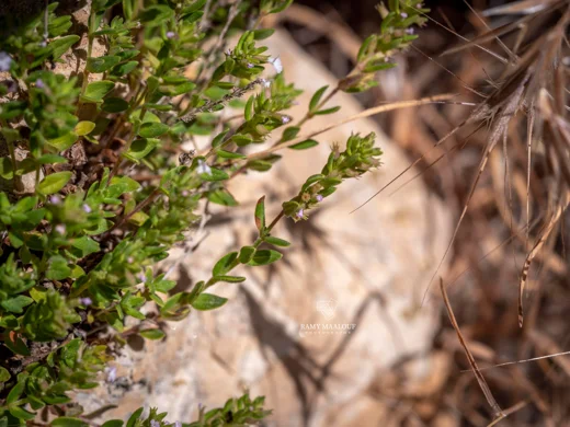 Micromeria cremnophila subsp. amana