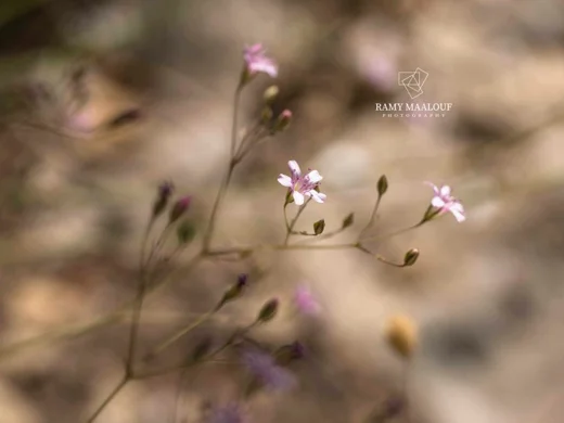 Gypsophila libanotica