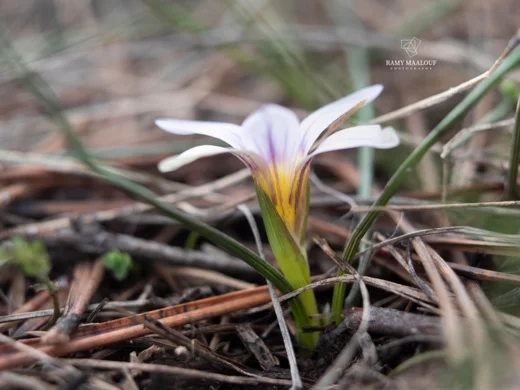 Romulea ramiflora