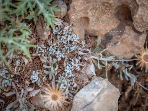 Phagnalon linifolium