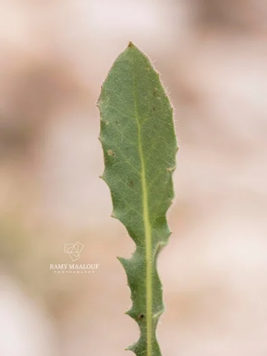 سراغة لبنانية