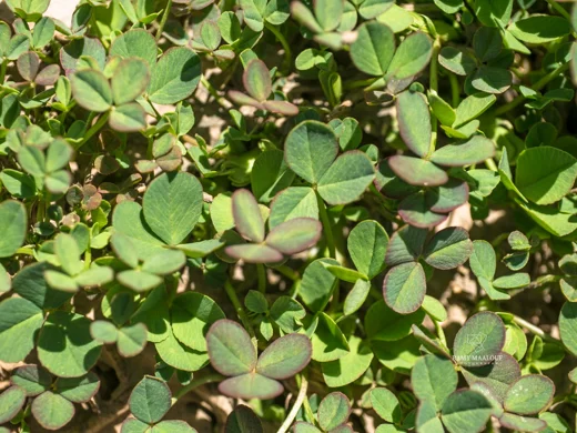 Trifolium modestum