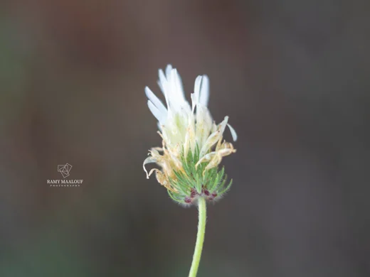 Trifolium farayense