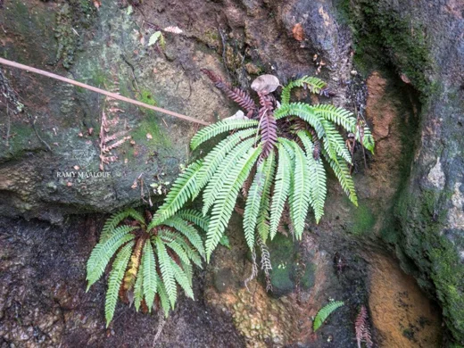 Blechnum spicant