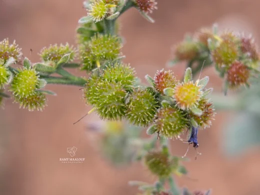 Solenanthus stamineus