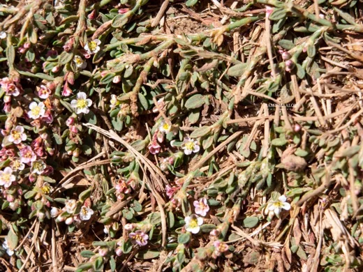 Polygonum cedrorum
