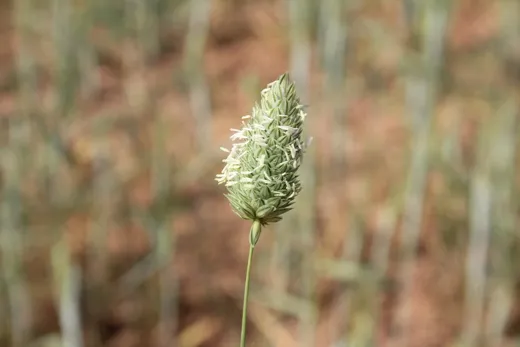 خرفار قصير السنابل