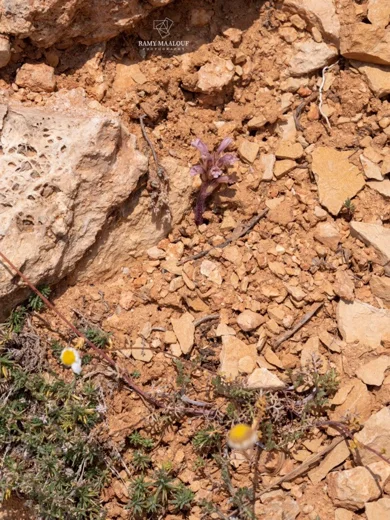 Orobanche camptolepis
